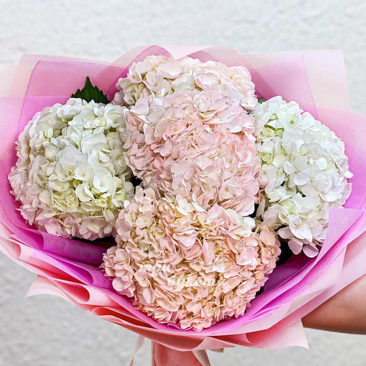 7 розовых и белых гортензий (крупный план)