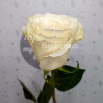 Голландская белая роза Мондиаль