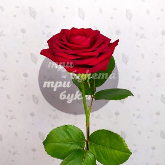 Голландская красная роза Ред Наоми