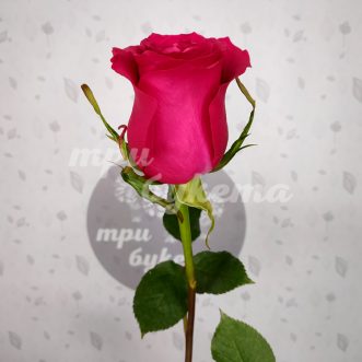 Голландская розовая роза Готча