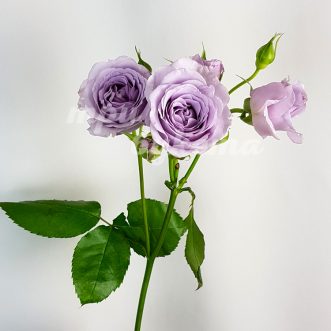 Кустовая роза Стерлинг